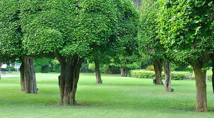 tree service
