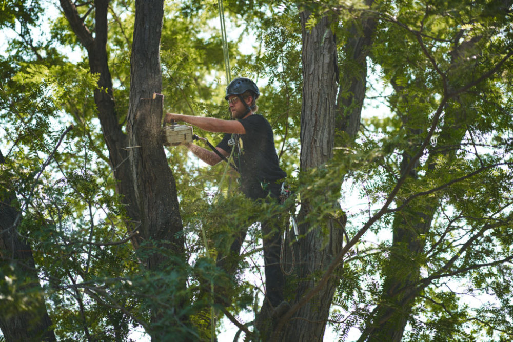 tree-trimming service