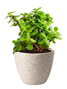 JADE PLANT