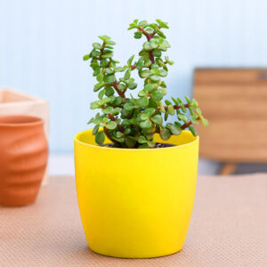 Portulacaria