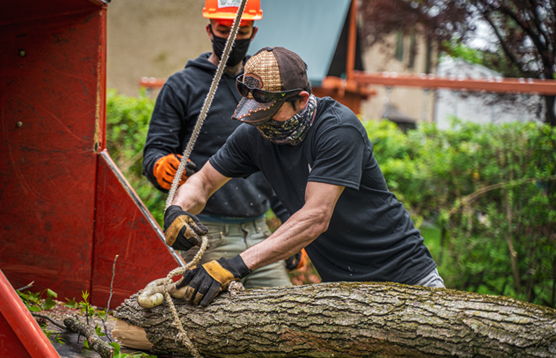Tree Services