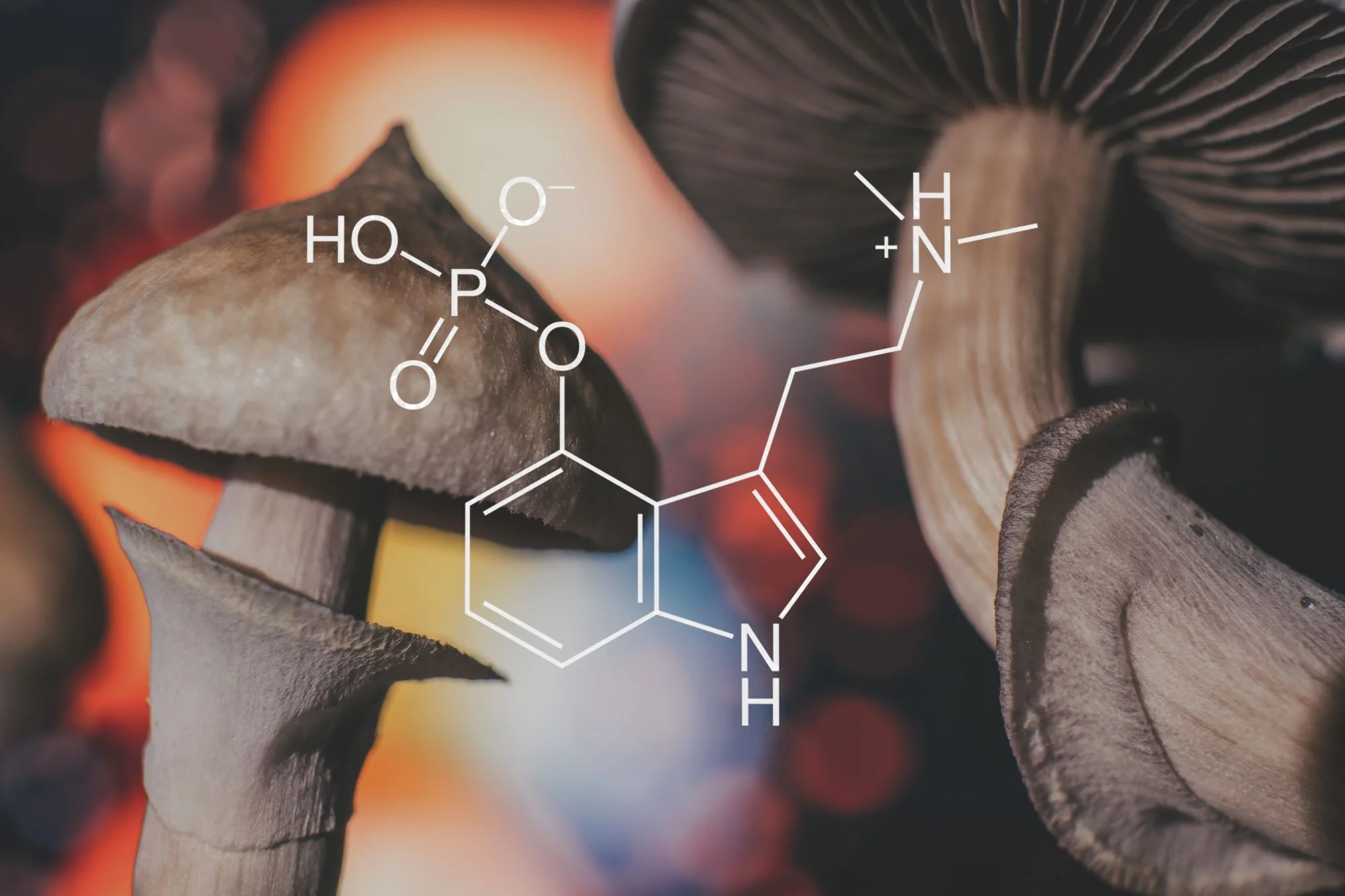 Magic Mushrooms