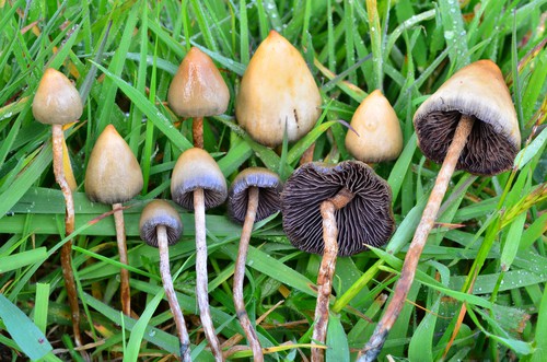 Benefit Of Psilocybin Mushrooms - Bright Minds Biosciences