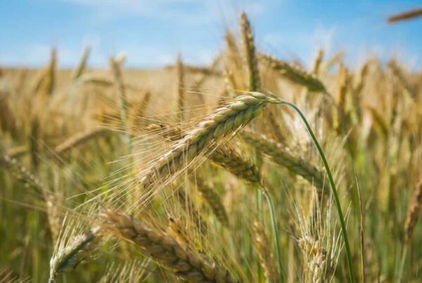 wheat farming